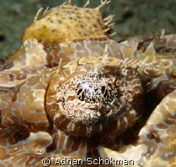 Up Close & Personal.. Sipadan Island Taken with Olympus E... by Adrian Schokman 
